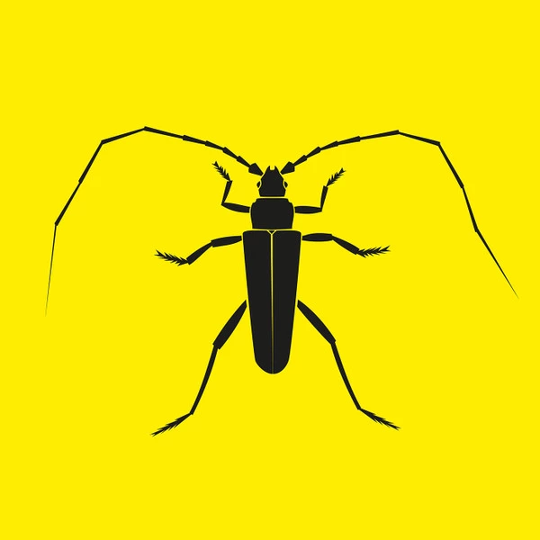 Longhorn Beetle